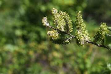 a sprig of spruce in close-up against the background of greenery. High quality photo