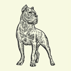 black American pitbull terrier3