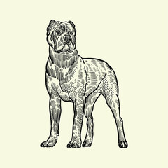 black American pitbull terrier2