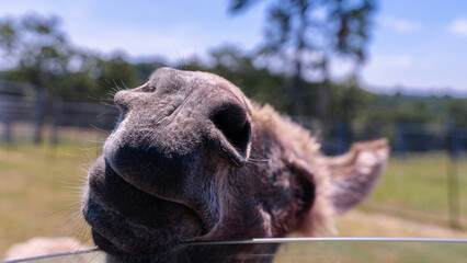 donkey up close with head and nose in window