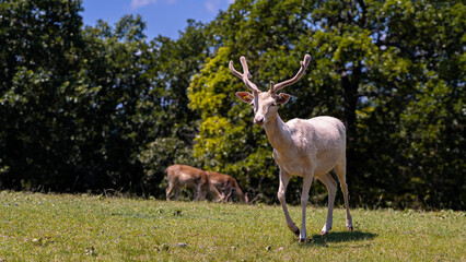 Naklejka na ściany i meble White deer with antlers walking in a field with deers in the background