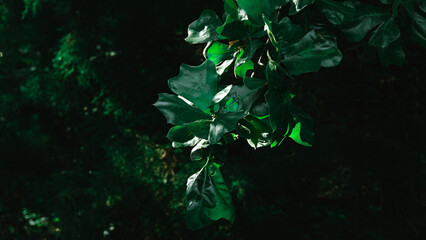 Green Leafs hanging down on a tree branch