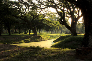 Sunset in the forest. Beatiful light. 
