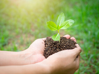 Young green plant in hand. Close up female hand holding sprout growing plant in organic soil on blur green background with sunlight. Ecology, earth day, agriculture and gardening concept.