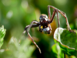 Close-up of a nursery web spider (Pisaura mirabilis) carrying its egg sack