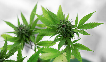 Marijuana plant. Cannabis plant. Weed plant. Marijuana flower