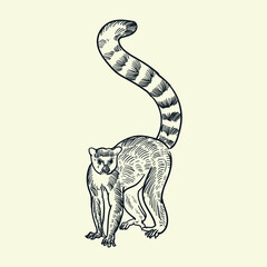 Vintage Hand drawn Ring-tailed lemur