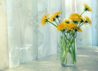 Bouquet yellow dandelions in glass on table near window, summer still life. Good morning