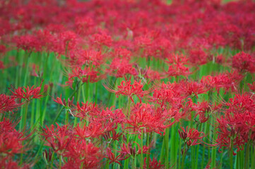 一面に咲く満開の彼岸花	