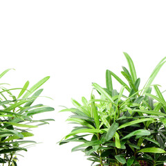 home plant in pot on white background