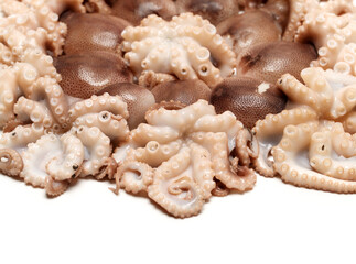 Octopus on white background