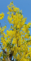 Golden shower tree