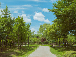 Fototapeta na wymiar Walkway Lane Path With Green Trees in Forest.