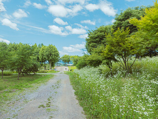 Fototapeta premium Beautiful road with trees on sideroad in summer.