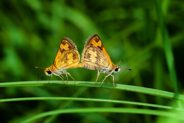Yellow Moth In Love
