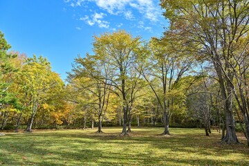 青空バックに晩秋の公園広場の情景＠北海道