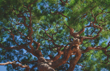 Detail of the treetop of a japanese black pine in zen garden in Kyoto, Japan