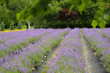 Goseong, Gangwon-do, South Korea, June 18 2021 : Lavender farm landscape. 