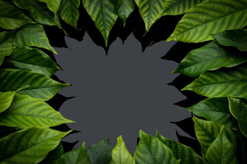 The fresh green leaves are arranged in a beautiful frame with a fresh, on Shiny black background, natural concept.