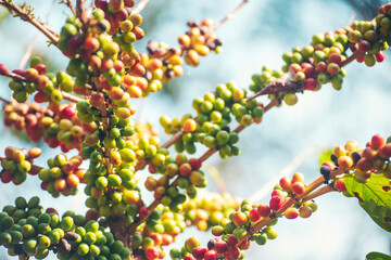 Ripe Red coffee bean berry plant fresh seed coffee tree growth in green eco organic farm. Close up red ripe seed robusta arabica berries harvest for  coffee garden. Fresh coffee bean green leaf bush
