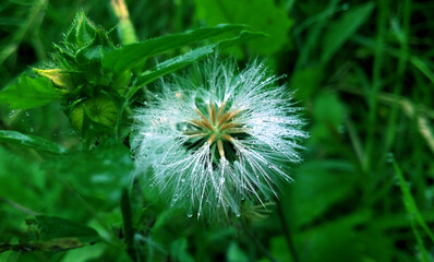 Planta de flor blanca con gotas de agua