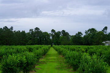 Blueberry Farm Fresh Organic Summer Fruit