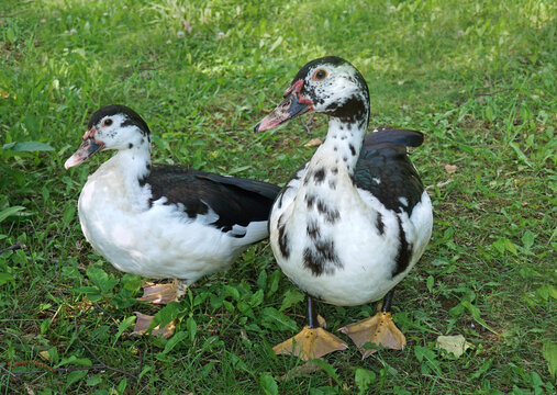 A  domesticated male Muscovy duck with its smaller female mate