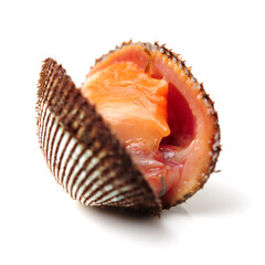 scapharca subcrenata on white background