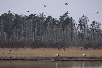 風連湖に集う水鳥と丹頂鶴