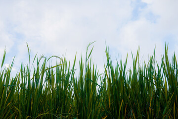 Green leaves of rice at sky.