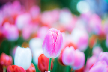 Pink tulip in park.