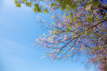 Purple crape myrtle blossoms at blue sky.