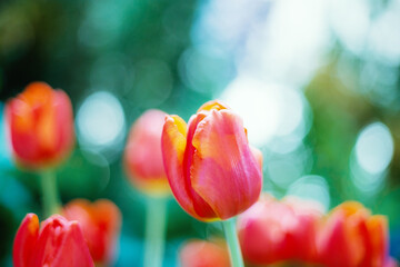 Red tulip in park.