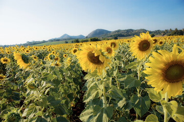 Sunflower in field with blue sky.