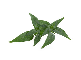 Andrographis paniculata isolated on white background