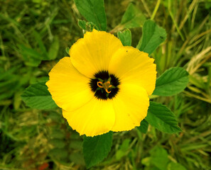 Flor amarilla con centro negro
