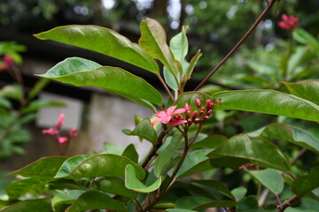 flowers (natural beauty of surrounding)