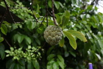 Prickly Custard Apple (Anoda)