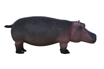 Cartoon character hippopotamus on a white background. Rendered in different angles. 3D illustration, 3D rendering.