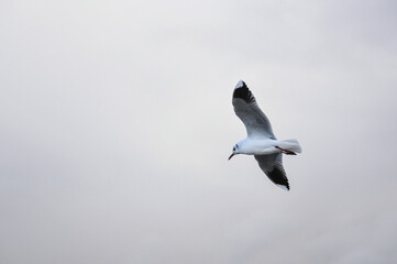 seagull in the sky