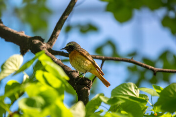 The common redstart sits on a branch against a bright blurred background in the morning sun.