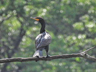Cormorant on a Branch: A double-crested cormorant perched on a branch looking off to the side with forest in the background on sunny summer day