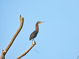 Green Heron on Branch: A green heron bird stretches its neck while balancing on a dead branch of a tree