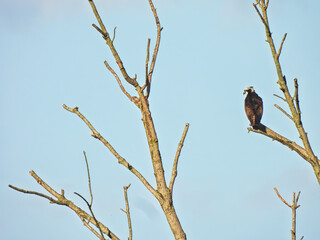 Osprey Hunting from Branch: An Osprey bird of prey perched on a branch of a dead tree watches the area below for prey