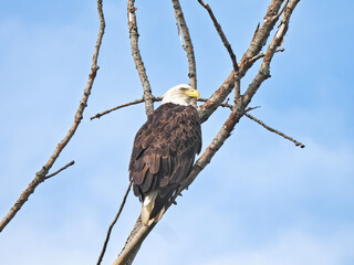American Bald Eagle: An American bald eagle looks to the side while perched in a dead tree with a blue sky in the background