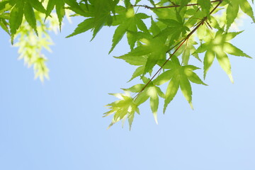 カエデの新緑　青空背景