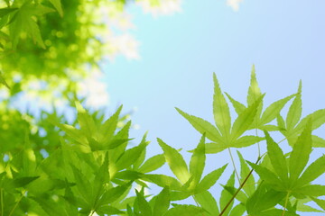 カエデの新緑　青空背景