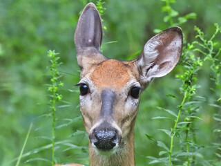 Deer in the Forest: A female white-tailed deer stops to say hello among the high summer growth in the woods