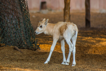white antelope