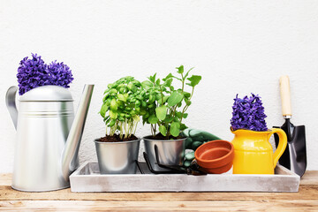 Gardening hobby concept, Hyacinth, mint and basil in metal pot, garden pitchfork